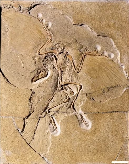 Visuel de l’événement « Conférence dessinée : Dinosaures à plumes »