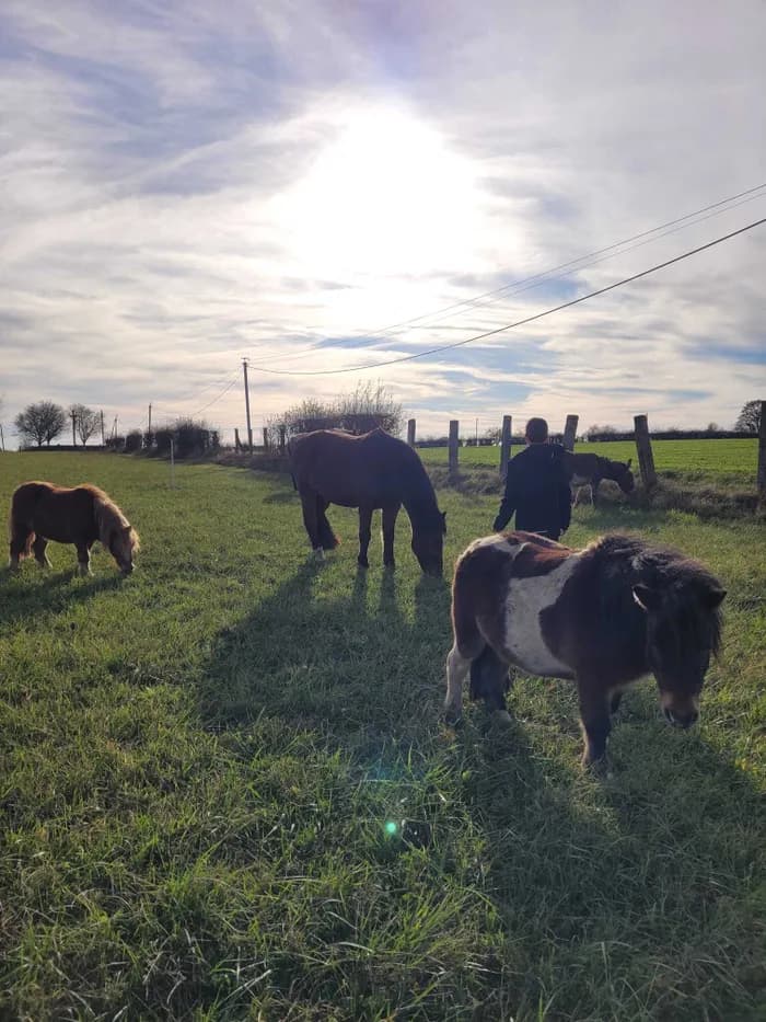 Visuel de l’événement « Atelier de médiation équine pour les adolescents : Confiance en soi et communication avec le cheval, chez LP Médiation Equine »